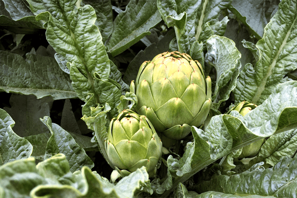 Artichokes -Best foods to reduce Constipation