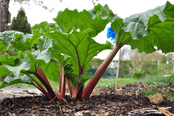 Rhubarb-Best foods to reduce Constipation