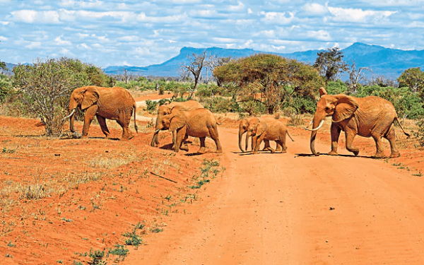 elephant-safari-in-kenya