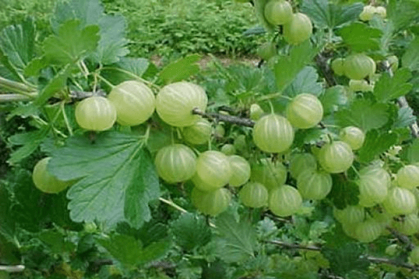 Gooseberries and Nectar