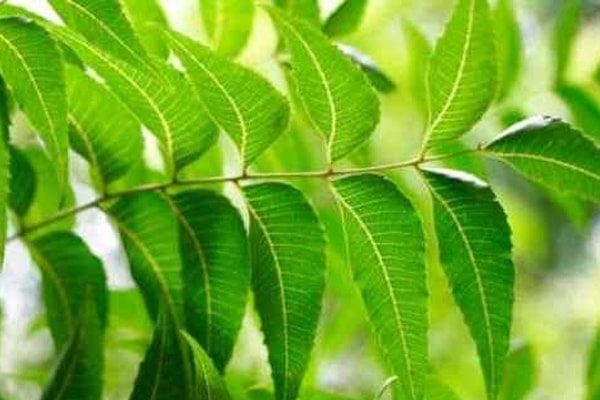 Neem Leaves to cure Diabetes At Home