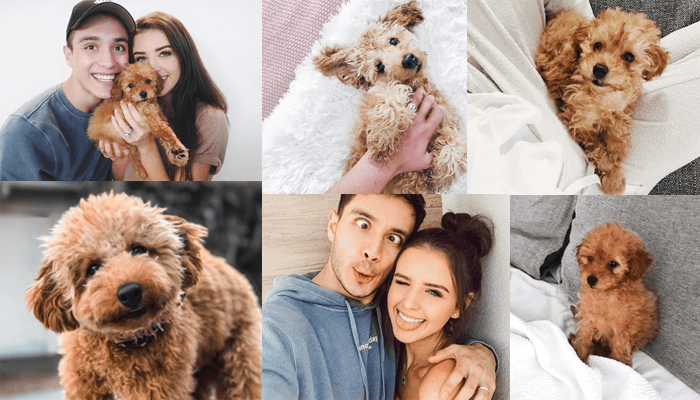 Jess Conte and Gabriel Conte's dog 