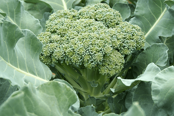 Popular vegetable Broccoli- for type 1 & 2 Diabetes