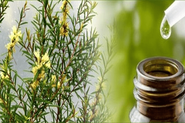 Tea Tree Oil for good health