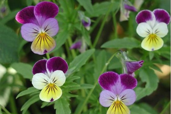 Viola Herb for Cradle Cap